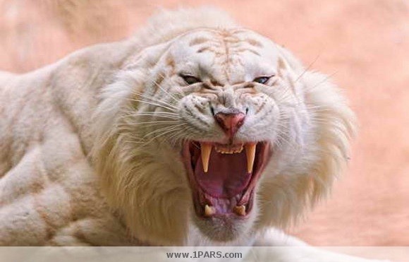 tigerWhite