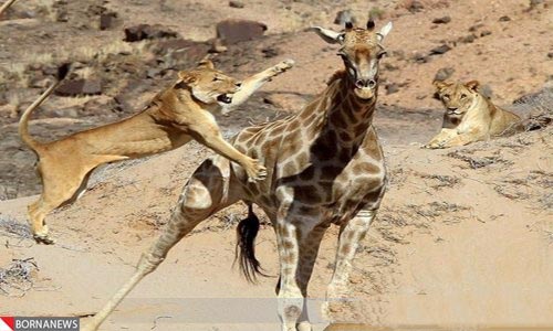 تصاویر دیدنی از شکارهای عجیب شیر