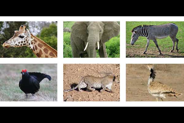 Animal-Rights-Watch-ARW-45789