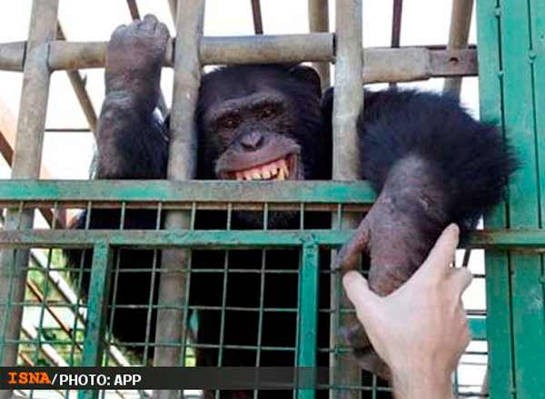 Animal-Rights-Watch-ARW-4744