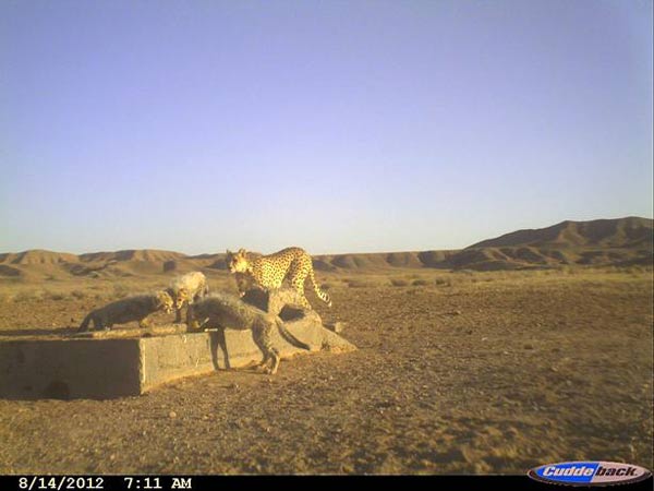 Animal-Rights-Watch-ARW-4802