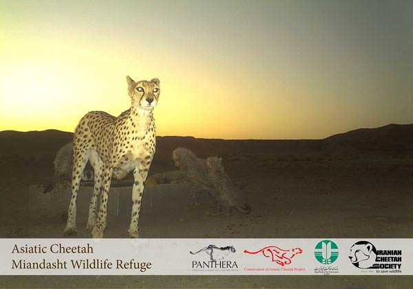 Animal-Rights-Watch-ARW-4803