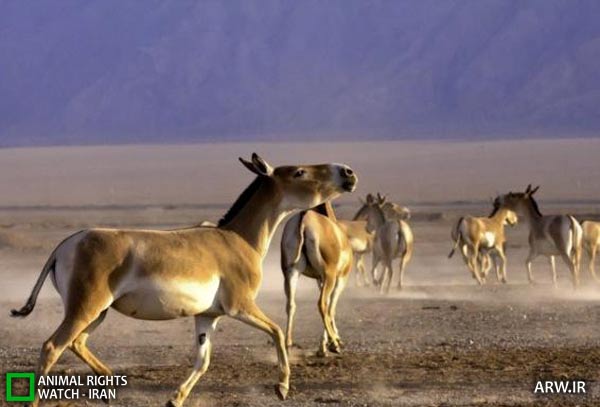 Animal-Rights-Watch-ARW-9991