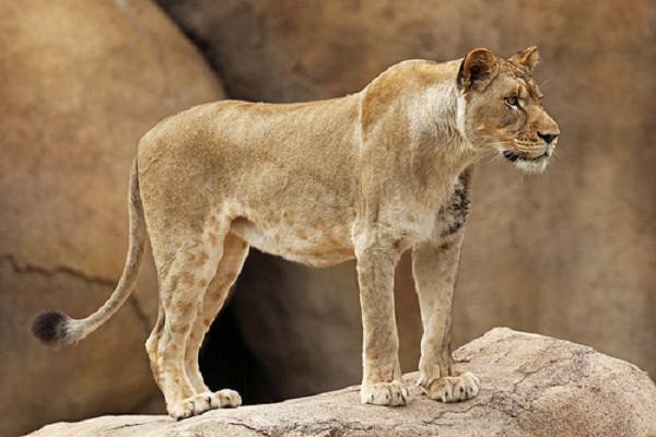 Animal-rights-watch-ARW-239