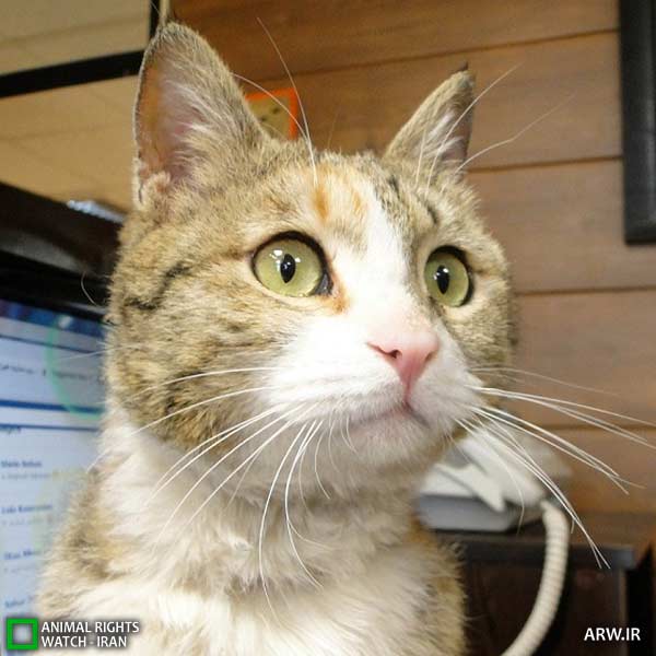 Animal-Rights-Watch-ARW-4959 واگذاری حیوانات نیازمند سرپرست
