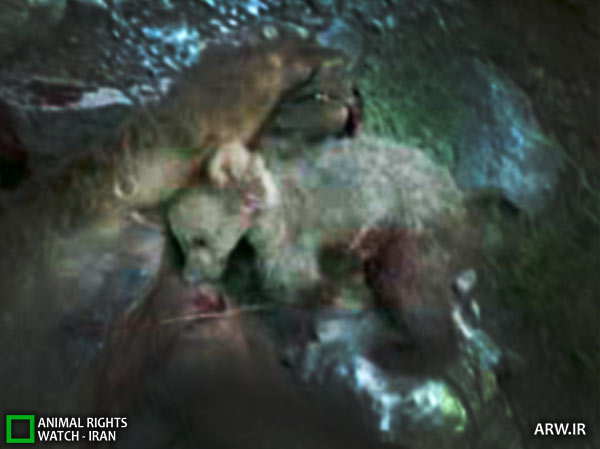 Animal-Rights-Watch-ARW-1770