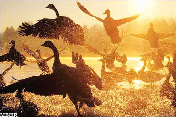 Animal-Rights-Watch-ARW-2618