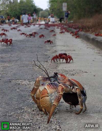 Animal-Rights-Watch-ARW-4734