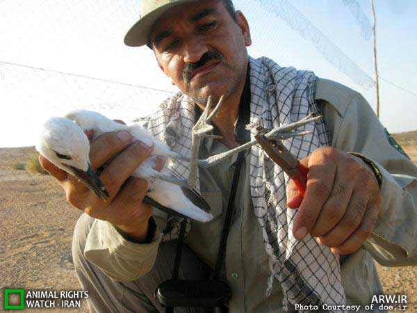 Animal-Rights-Watch-ARW-4829