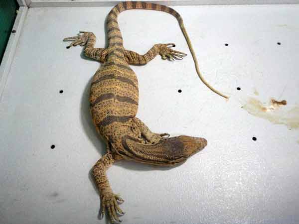 Animal-Rights-Watch-ARW-4851 Animal-Rights-Watch-ARW-4851
