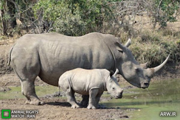 Animal-Rights-Watch-ARW-4954 کرگدن سفید روز جهانی کرگدن اول مهرماه 22 سپتامبر