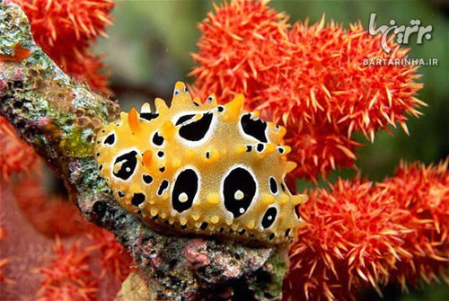دنیای زیر آب دنیای زیر آب