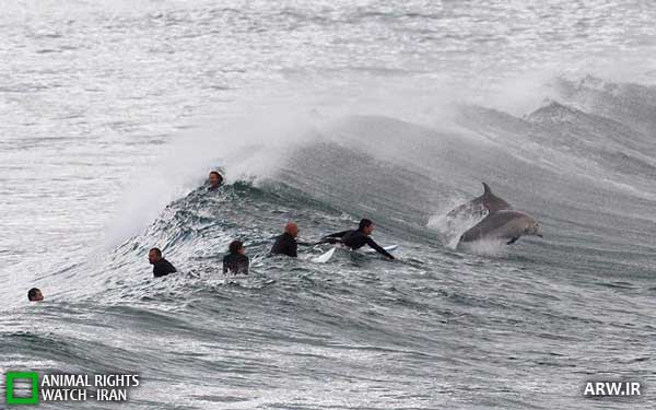 Animal-Rights-Watch--ARW-1-799 Animal-Rights-Watch--ARW-1-799