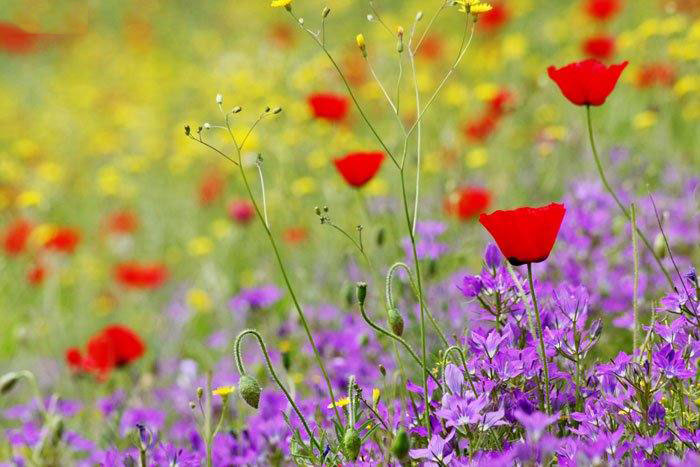 عکس هایی از استان زیبای کردستان