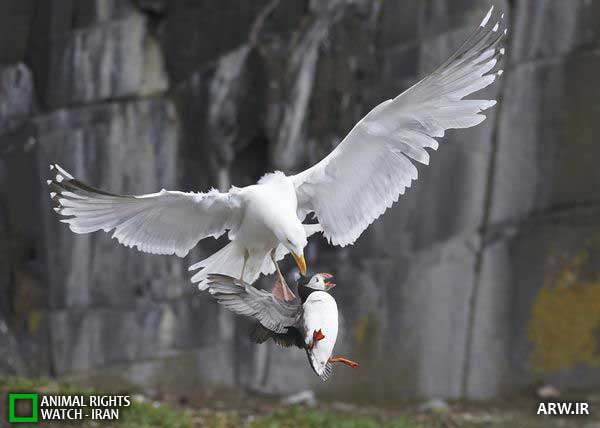 Animal-Rights-Watch--ARW-1-854