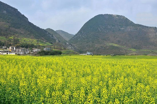مزرعه ای فوق العاده زیبا از جنس طلا