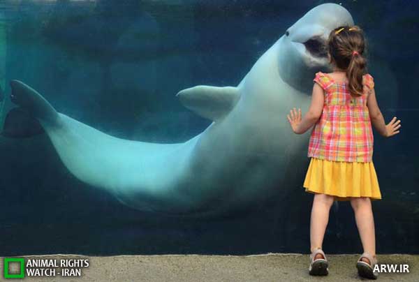 Animal-Rights-Watch--ARW-1-797