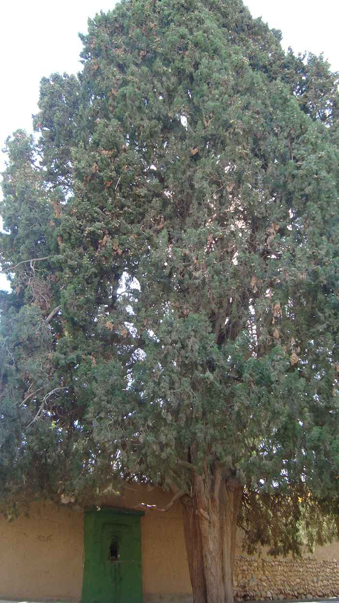 گروه اینترنتی ایران ویج