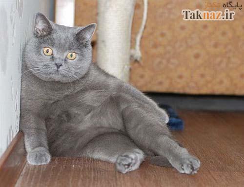 عکس های خنده دار دیدنی و جدید (57) www.taknaz.ir عکس های خنده دار دیدنی و جدید (57) www.taknaz.ir