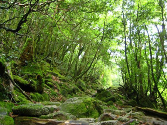 زیبایی های جذب کننده جزیره یاکوشیما