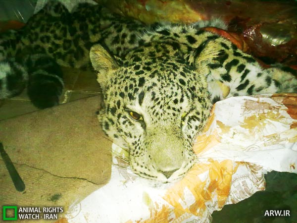 Animal-Rights-Watch-ARW-5045 کشتن پلنگ گلستان