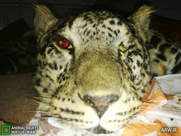 Animal-Rights-Watch-ARW-5046 کشتن پلنگ گلستان