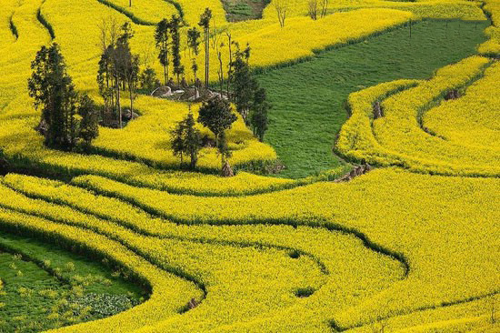 مزرعه ای فوق العاده زیبا از جنس طلا