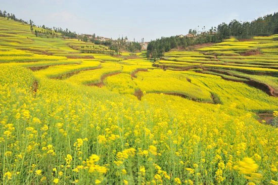 مزرعه ای فوق العاده زیبا از جنس طلا