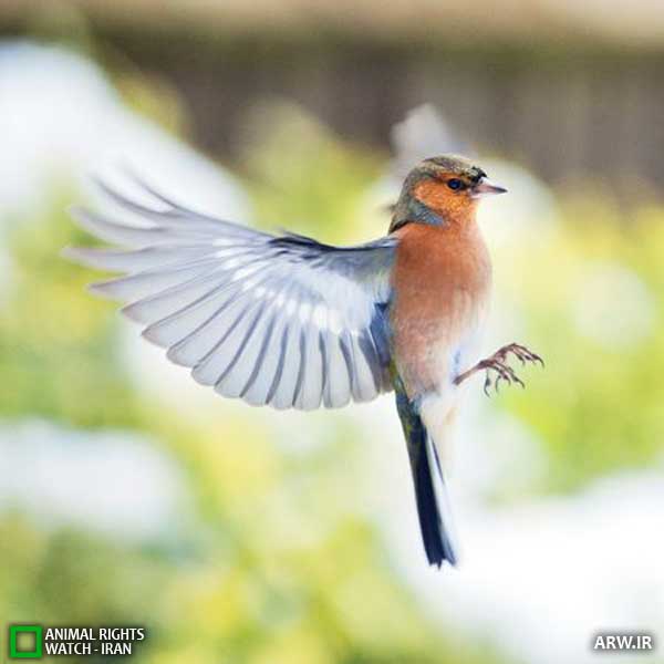 Animal-Rights-Watch--ARW-1-861
