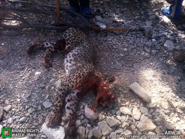 Animal-Rights-Watch-ARW-5042 گلوله، تبر و آتش؛ سرنوشت دلخراش پلنگ ایرانی