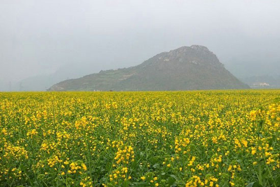 مزرعه ای فوق العاده زیبا از جنس طلا
