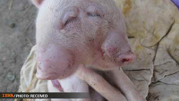 Animal-Rights-Watch-ARW-4442