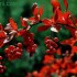 barberry-sauce