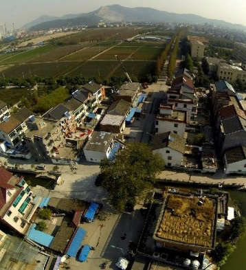 کشاورزی کردن و برداشت برنج روی پشت بام + عکس