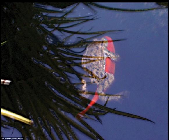 سواری گرفتن قورباغه از ماهی