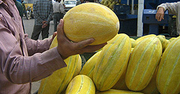 10-08-2010-Persian_melon-258