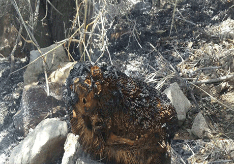 صحنه های تکان دهنده و دردناک از آتش سوزی در پاسارگاد شیراز +تصاویر(15+) صحنه های تکان دهنده و دردناک از آتش سوزی در پاسارگاد شیراز +تصاویر(15+)