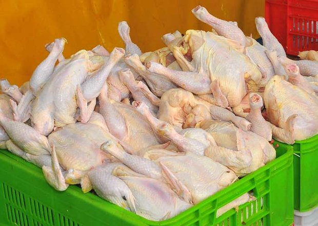 مرغ سبز بهانهای برای گران فروشی مرغ سبز بهانهای برای گران فروشی