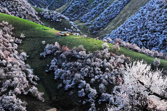 زیبایی شگفت انگیز دره زردآلو