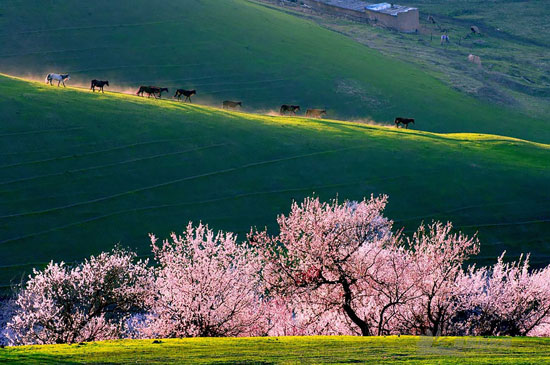زیبایی شگفت انگیز دره زردآلو