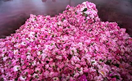 افزایش ۵ درصدی برداشت گل محمدی در گلپایگان