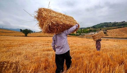 خریداری بیش از ۱.۵ میلیون تن گندم به قیمت تضمینی در استان خوزستان