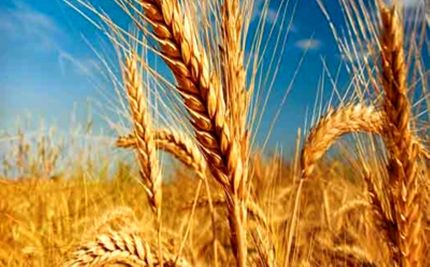پیش بینی خرید ۸.۵ میلیون تن گندم تا پایان سال
