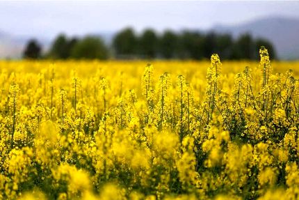 خرید بیش از ۱۱۰ هزار تن کلزا در کشور