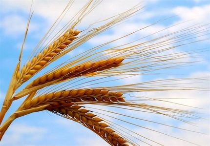 قیمت خرید تضمینی گندم اعلام میشود / تا پایان هفته صبر کنید