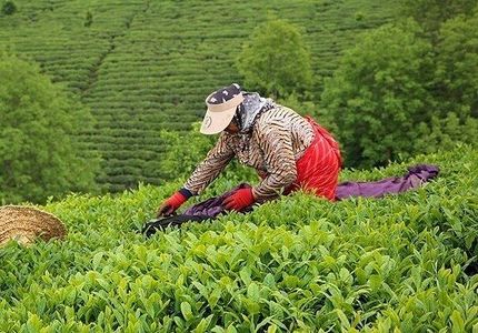 بخشی از مطالبات چای‌کاران پرداخت شد