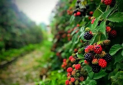 جشنواره ملی تمشک جنگلی و گیاهان دارویی در نکا برگزار میشود
