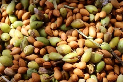 جشنواره بادام خسروشاه برگزار می&zwnj;شود