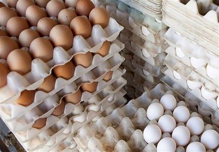 قیمت تخم مرغ کمی کمتر از نیم میلیون برای هر شانه