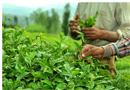 کاهش سرانه مصرف چای در کشور
